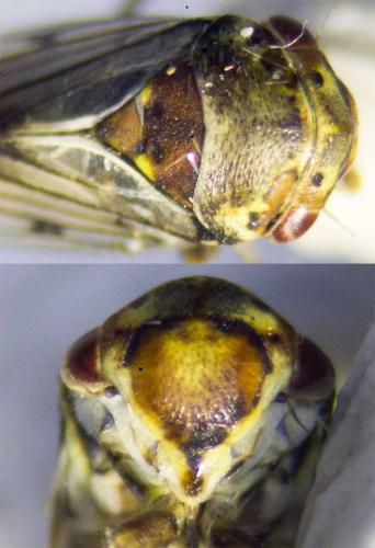 Réf. 258 318 : Oncopsis subangulata