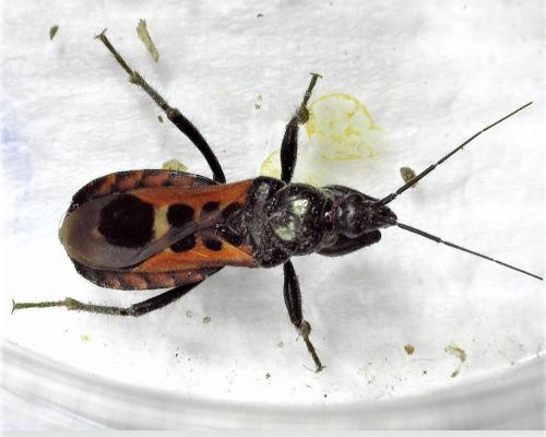 Réf. 258 524 : Peirates stridulus