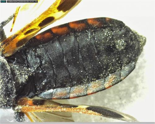 Réf. 258 647 : Peirates stridulus