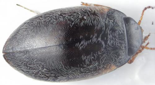 Hydroporus planus