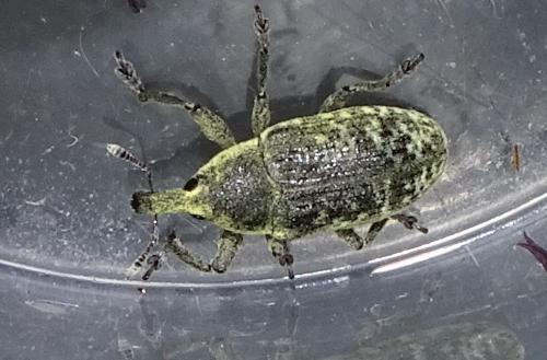 Réf. 258 298 : Larinus sp.