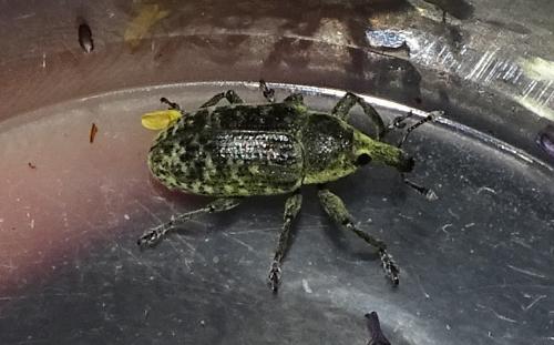 Réf. 258 297 : Larinus sp.