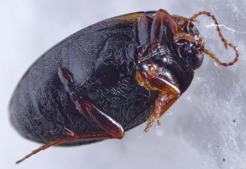 Hydroporus planus