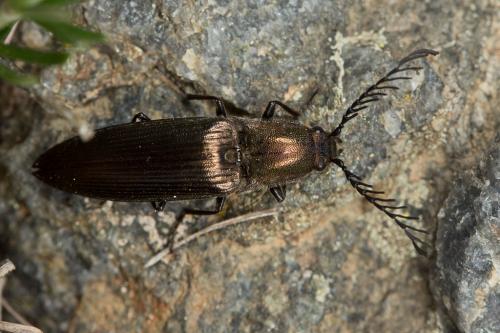 Ctenicera pectinicornis
