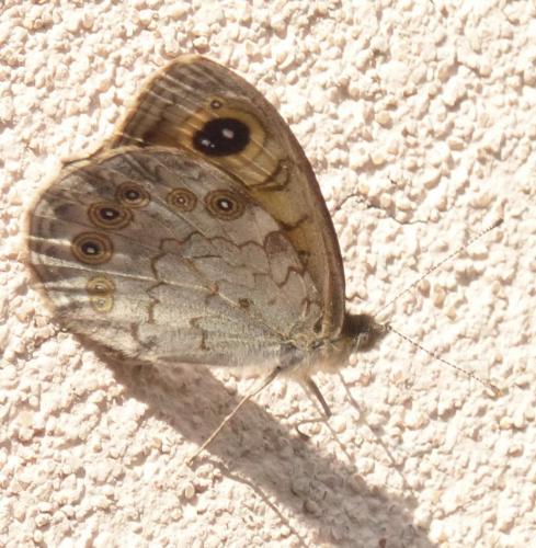 Lasiommata maera