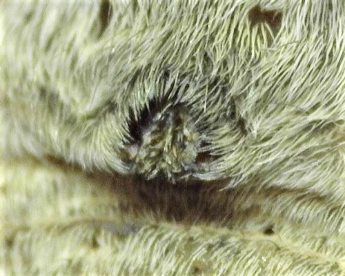 Arctosa (cinerea-similis)