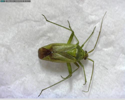 Closterotomus norwegicus