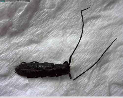 Agapanthia sp.