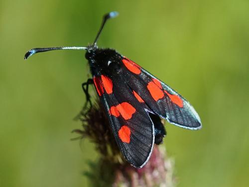 Zygaena trifolii