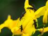258291 – Photo : Danièle Tixier-Inrep – France (30)