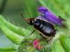 258340 – Photo : Danièle Tixier-Inrep – France (30)