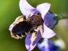 258144 – Photo : Danièle Tixier-Inrep – France (30)