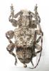 258759 – Photo : BAUER – Gabon
