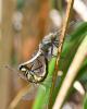 Orthetrum cancellatum