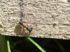 258352 – Photo : Andre Astric – France (68)