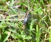 Orthetrum cancellatum