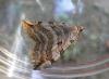 258998 – Photo : Guénael Hallart – France (02)