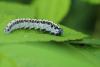 258608 – Photo : Daniel INGREMEAU – France (36)