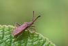 258013 – Photo : Marc Solari – France (68)