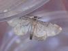 258415 – Photo : VERMELLE Georges – France (62)