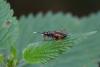 258343 – Photo : Maatah – France (59)