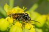 258776 – Photo : Bernard Saquet – France (12)