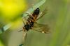 258777 – Photo : Bernard Saquet – France (12)