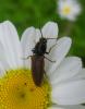 258370 – Photo : Guénael Hallart – France (02)