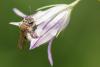 258221 – Photo : Olivier Pouvreau – France (86)