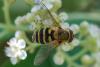 258839 – Photo : Olivier Pouvreau – France (86)