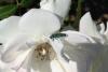 258656 – Photo : Patricia BONARO – France (31)