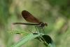 258861 – Photo : morikan – France (37)