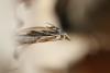 258515 – Photo : Simon Thevenin – France (13)