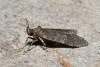 258738 – Photo : Michel Ehrhardt – France (68)