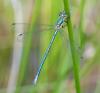 258179 – Photo : Pierre SENGEZ – France (60)