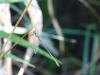 258344 – Photo : Etienne de Sauvage – France (58)