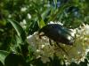 258858 – Photo : Babette NAVARRA – France (31)