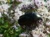 258911 – Photo : Babette NAVARRA – France (31)