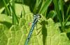 Coenagrion puella