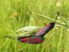 258020 – Photo : ORCHALLAN – France (44)