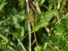 258121 – Photo : ORCHALLAN – France (44)