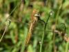 258885 – Photo : ORCHALLAN – France (44)