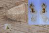258794 – Photo : Dominique THAUVIN – France (45)