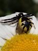 258431 – Photo : Chevalier Jean Michel – France (49)