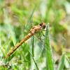 Sympetrum striolatum