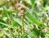 Sympetrum striolatum