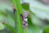 258030 – Photo : Johan Verstraeten – Belgique