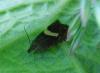 258856 – Photo : Guénael Hallart – France (02)