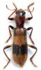 258577 – Photo : Xavier Gouverneur – Laos