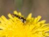 258939 – Photo : BourrinOman – France (83)